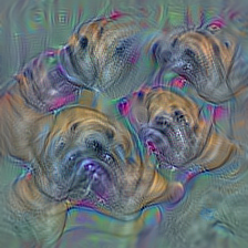 n02108089